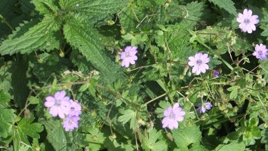 Cranesbill